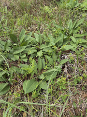 Silphium glutinosum, photograph (c) sblumen, some rights reserved (CC BY)