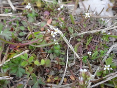 Planodes virginicum