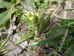 Erysimum repandum