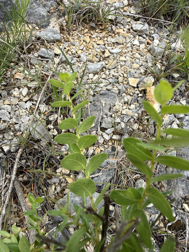 Phyllanthopsis phyllanthoides, photograph 3
