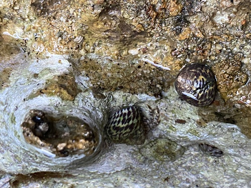 Phorcus turbinatus