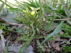 Erysimum repandum