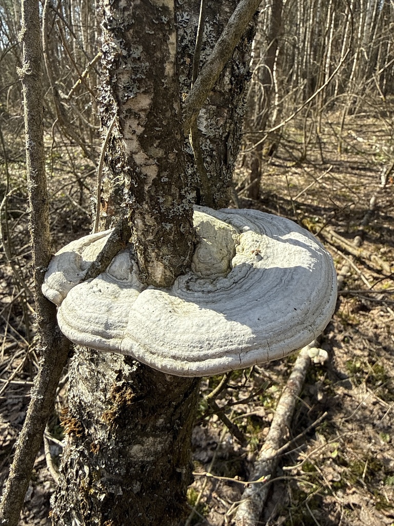 Fomes fomentarius · April 2026 · photo: © stanislav_murashkin (iNaturalist, cc-by)
