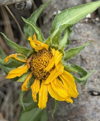 Helianthella castanea, photograph author not stated, no rights reserved