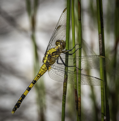 Orthetrum boumiera