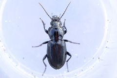 Pterostichus corvinus
