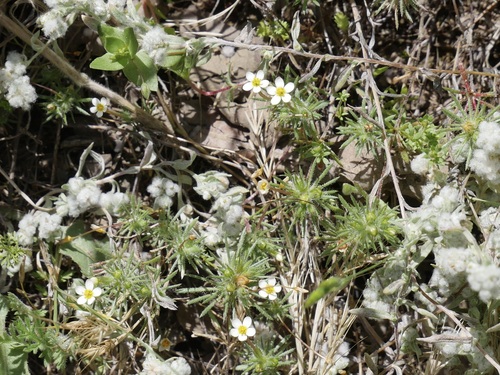 iNaturalist observation photo of Bicolor Babystars
