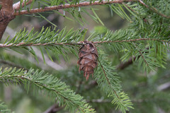Pseudotsuga menziesii var. menziesii