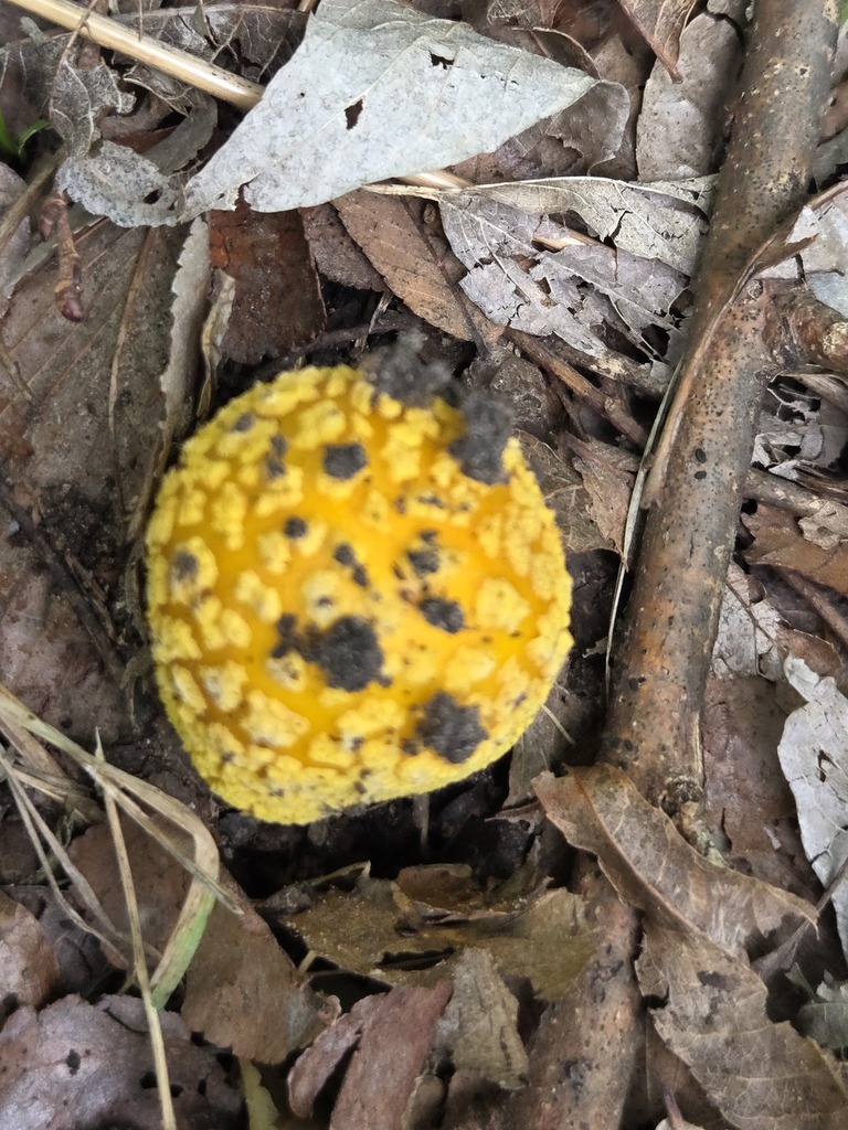 Amanita flavoconia · April 2026 · photo: © jthomlinson (iNaturalist, cc-by)
