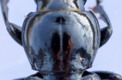 Pterostichus corvinus