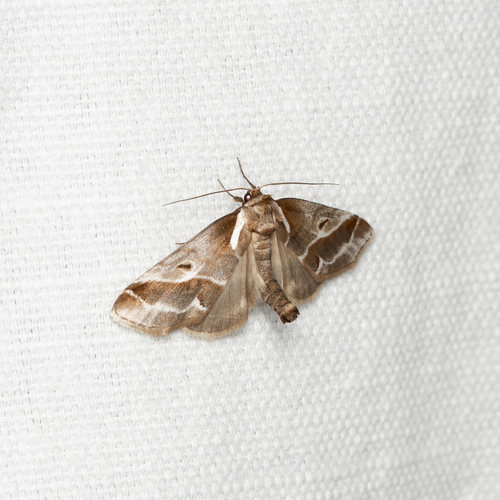 Doubleday's Baileya Moth photo 2