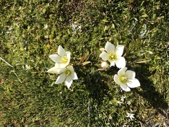 Gentianella amabilis