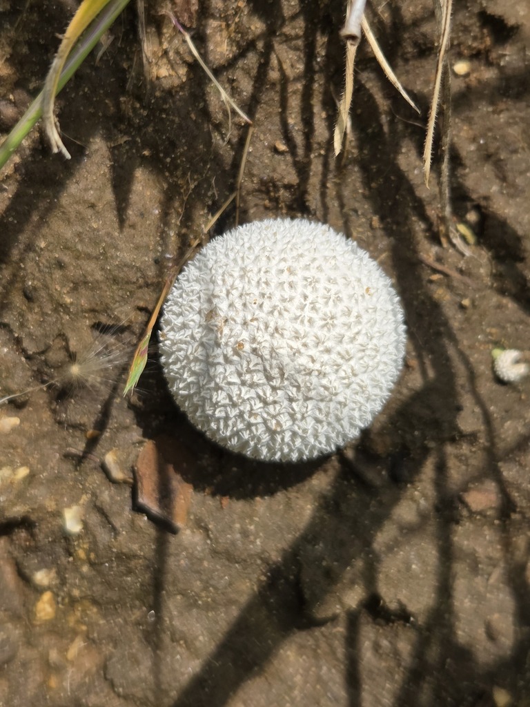 Lycoperdon marginatum · April 2026 · photo: © jthomlinson (iNaturalist, cc-by)