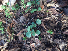 Cochlearia officinalis