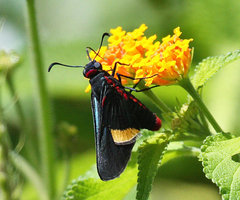 Mysoria barcastus