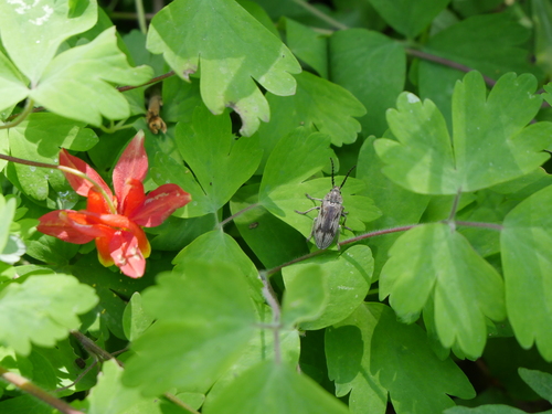 iNaturalist observation photo of Davidson's Beetle