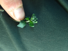 Cochlearia officinalis