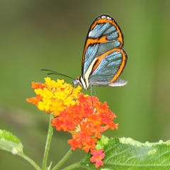 Ithomia agnosia pellucida