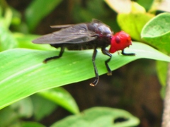 Bromophila caffra