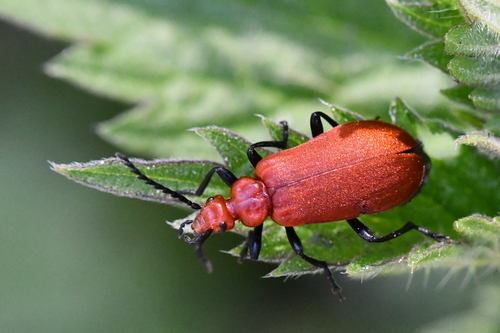 Pyrochroa serraticornis