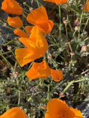 Eschscholzia californica