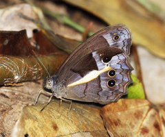 Posttaygetis penelea