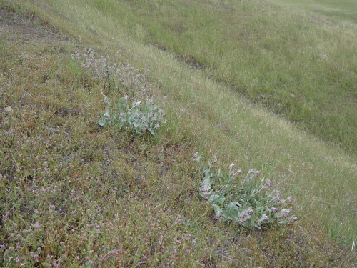 iNaturalist observation photo of California milkweed