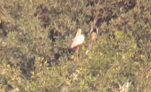 Yellow-billed Stork