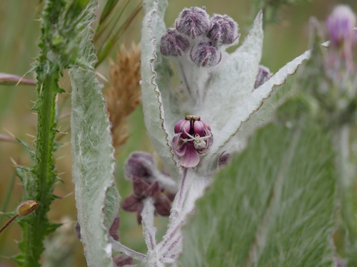 iNaturalist observation photo of Crab Spiders