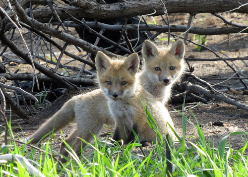 Red Fox photographed in South Dakota