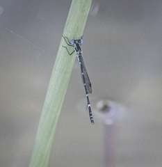 Austrolestes minjerriba
