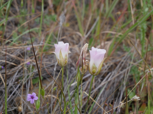 iNaturalist observation photo of Butterfly Mariposa Lily