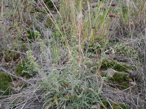 iNaturalist observation photo of Mountain Phacelia
