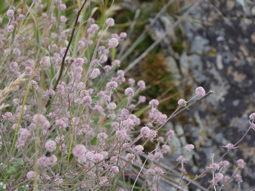 iNaturalist observation photo of pink spineflower