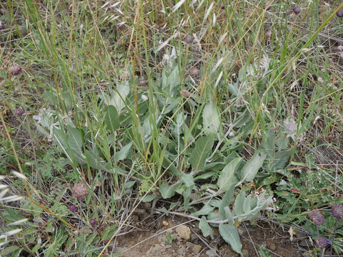 iNaturalist observation photo of California milkweed