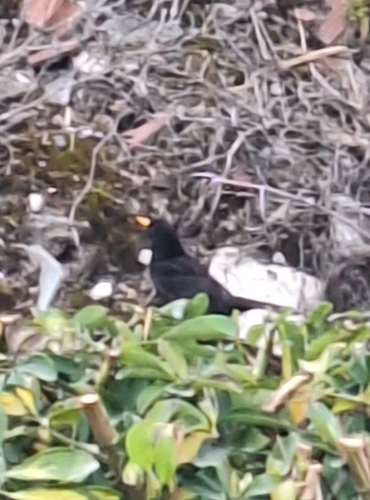 Avistamiento Turdus merula