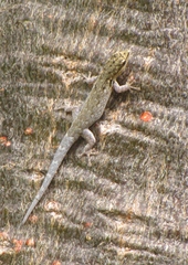 Lygodactylus chobiensis