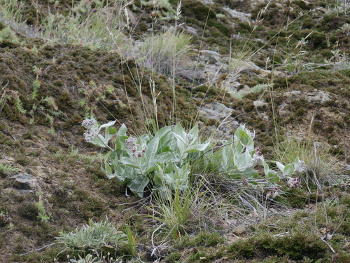 iNaturalist observation photo of California milkweed