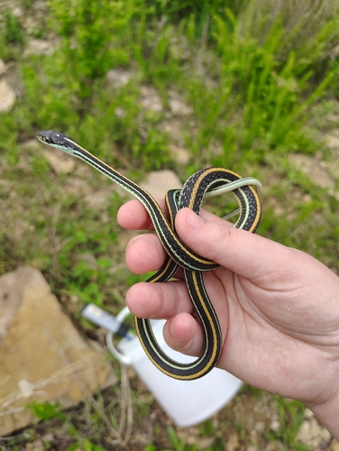Western Ribbon Snake