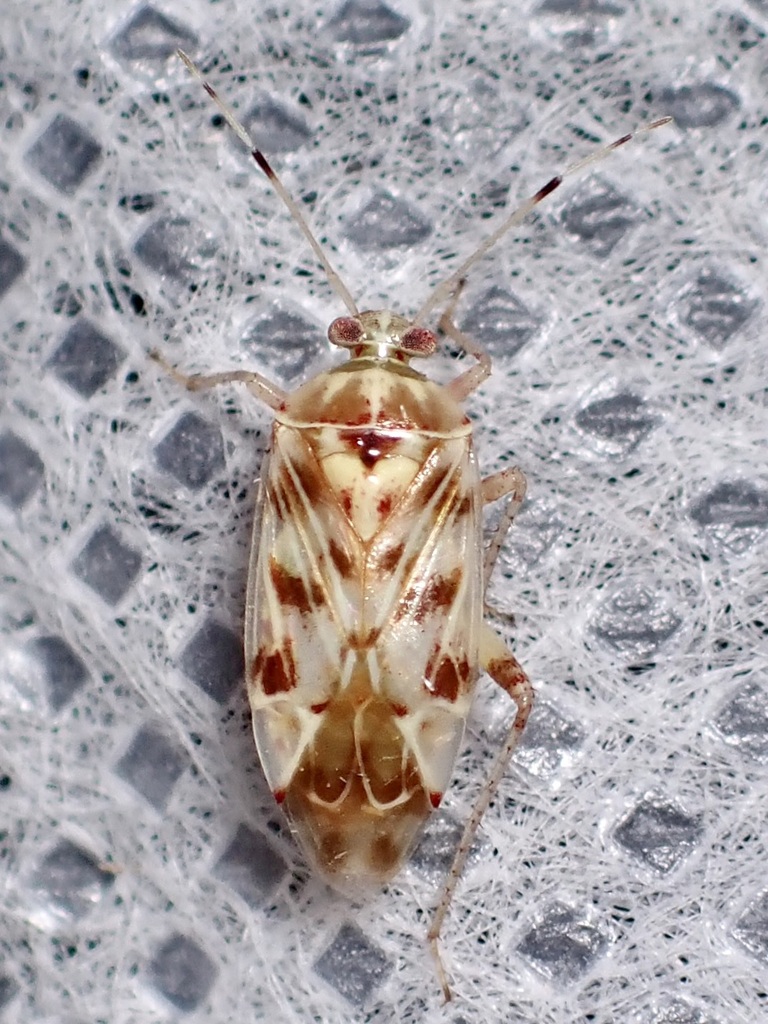 Neoborops vigilax