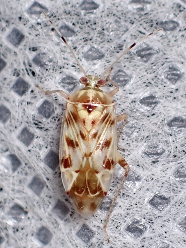 Neoborops vigilax