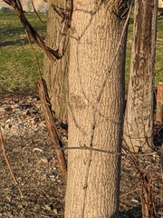Fraxinus americana