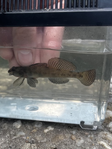 Waccamaw darter (Etheostoma perlongum) — Percidae — 5