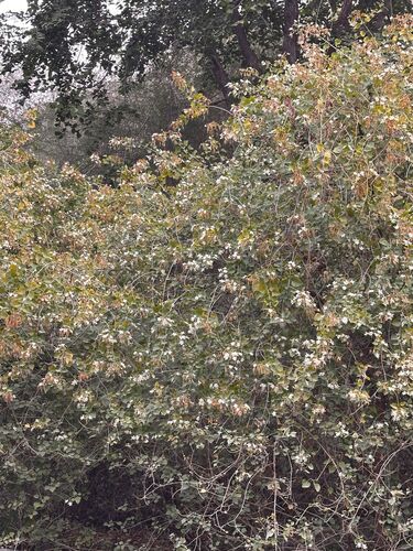 Clerodendrum phlomidis, photograph 1