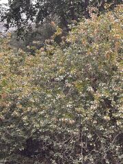 Clerodendrum phlomidis
