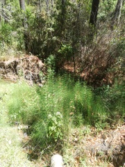 Equisetum myriochaetum