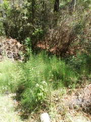 Equisetum myriochaetum