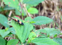 Calopteron reticulatum