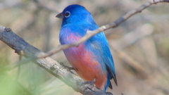 Passerina rositae