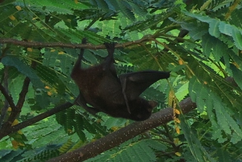 Caroline Flying Fox